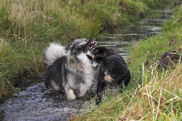 German Shepherd mixed breed and an Australian Shepherd puppy playing in a ditch