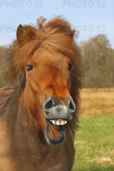 Icelandic Horse or Pony