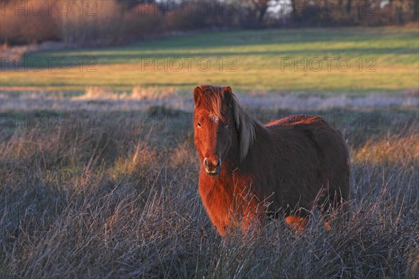 Icelandic horse in the evening light