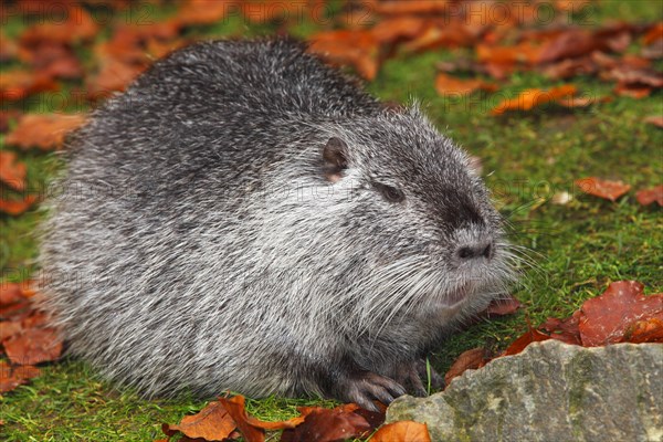 Nutria or Coypu (Myocastor coypus)