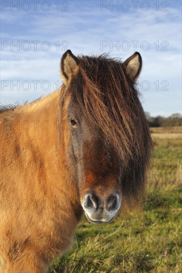 Icelandic horse