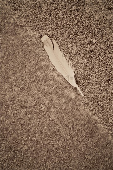 Feather washed up on a beach