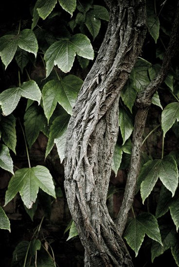 Creeper (Parthenocissus sp.)