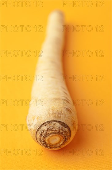 Parsnip