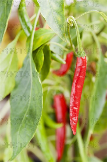 Organically grown chili pepper plant with ripe fruit