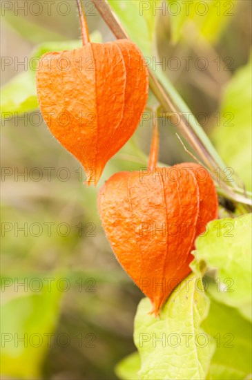 Physalis fruits or Chinese lanterns (Physalis) growing on bush