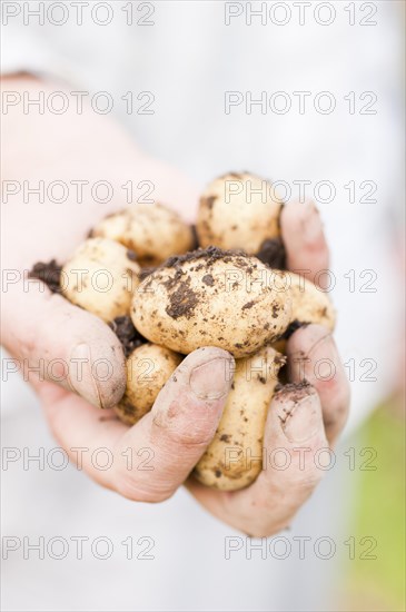 Hand holding organically grown earthy potatoes