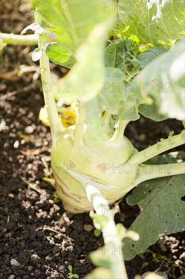 Kohlrabi or German turnip (Brassica oleracea Gongylodes group) growing in a garden