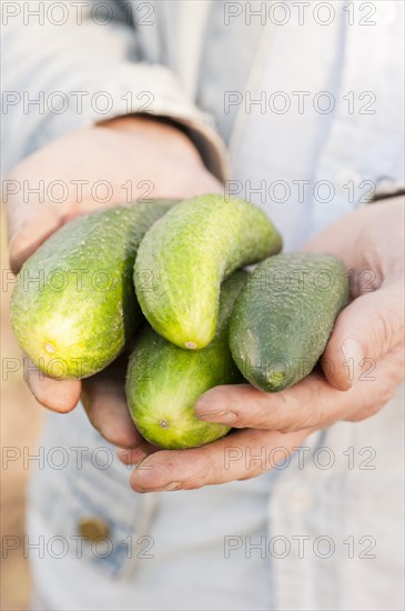 Hands holding a bunch of organically grown cucumbers