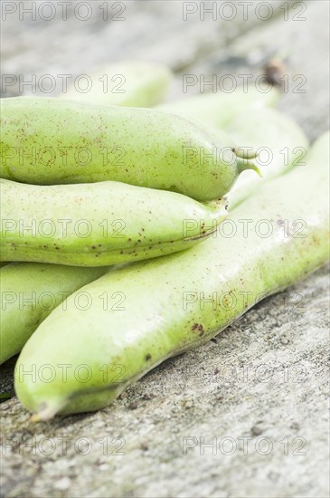 Freshly harvested broad beans