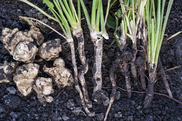 Freshly harvested Jerusalem artichokes (Helianthus tuberosus)