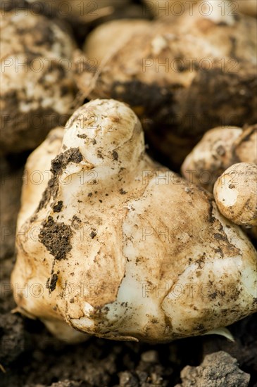 Fresh Jerusalem artichoke (Helianthus tuberosus)