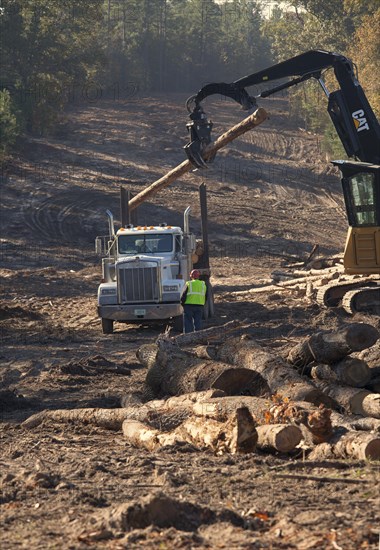 Workers clearing trees from the pathway of the southern portion of the Keystone XL pipeline