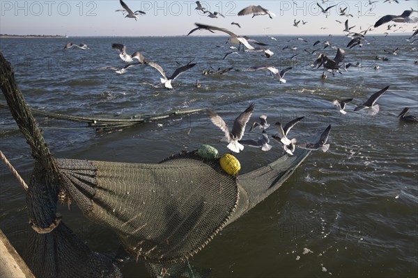 Shrimp trawler of the Alabama Fisheries Cooperative. Gulls and pelicans hovering as the trawl net is being pulled in. Mobile Bay