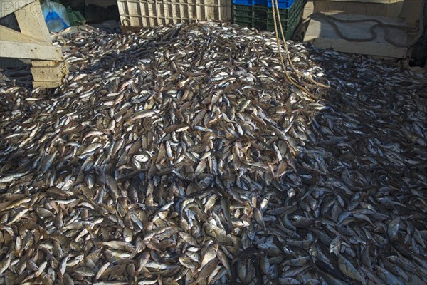 Shrimp trawler of the Alabama Fisheries Cooperative