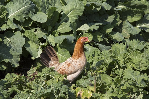 A chicken on an urban farm in the lower ninth ward