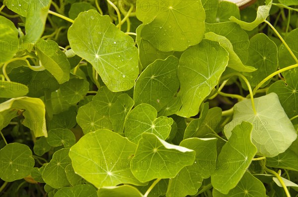 Garden Nasturtium