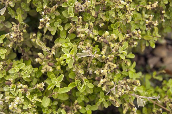 Marjoram (Origanum majorana)