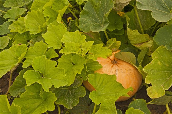 Pumpkin plants growing on a field