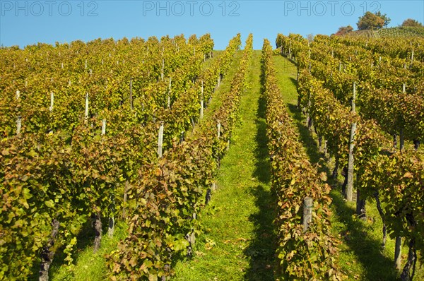 Vineyard with Lemberger grapes on Rotenberg Mountain near Stuttgart