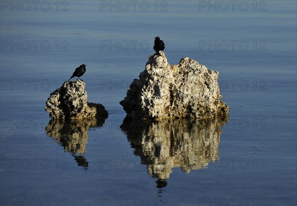 Birds and shore flies (Ephydra hians)