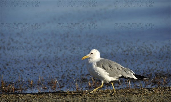 California Gull (Larus argentatus californicus) feeding on Brine shrimps (Artemia monica)