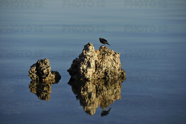 A bird and shore flies (Ephydra hians)