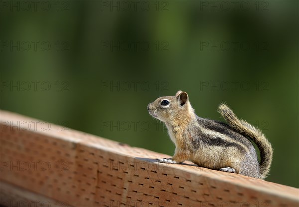 Cheeky squirrel