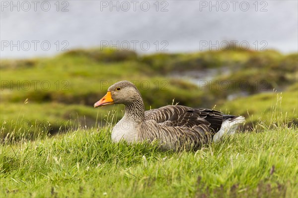 Greylag Goose (Anser anser)