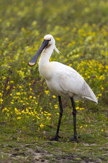 Eurasian Spoonbill (Platalea leucorodia)