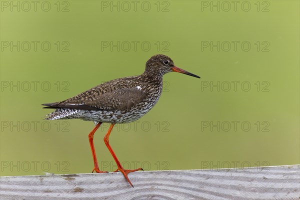 Common Redshank (Tringa totanus)