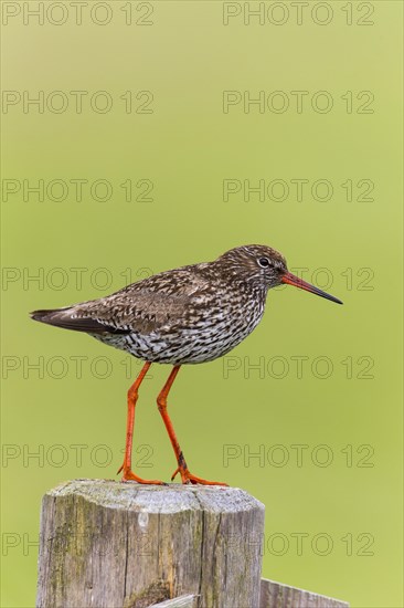 Common Redshank (Tringa totanus)