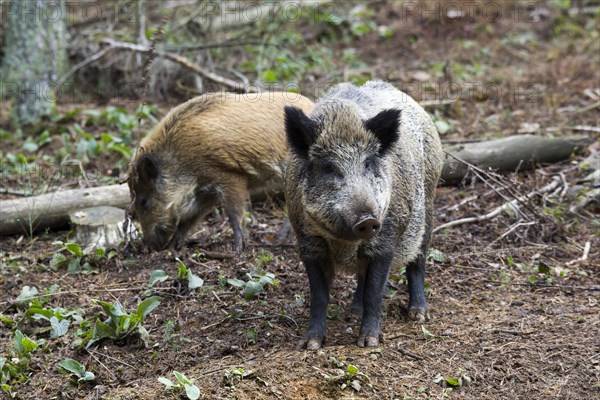 Wild boars (Sus scrofa)