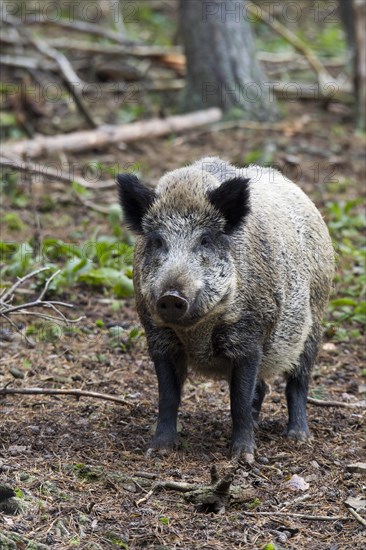 Wild boar (Sus scrofa)