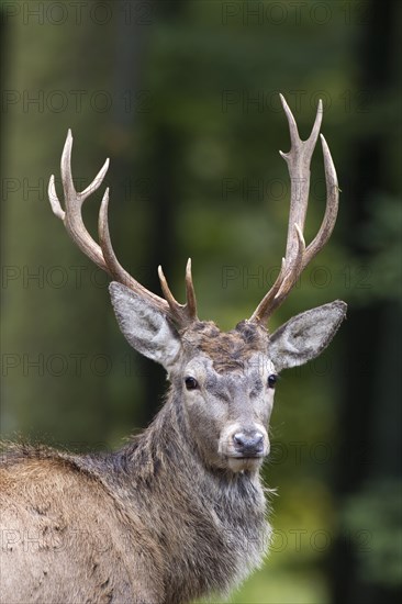 Red deer (Cervus elaphus)