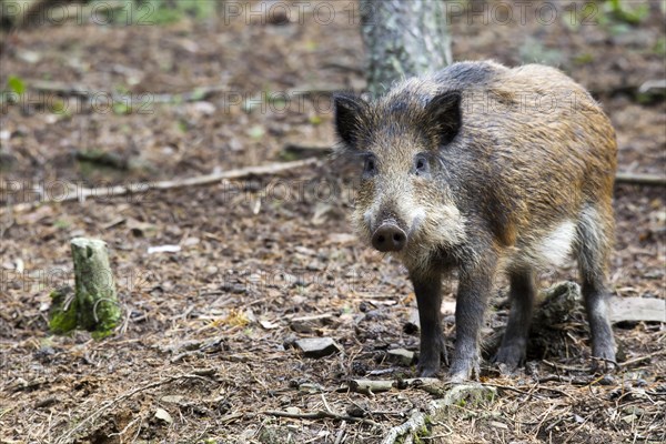 Wild boar (Sus scrofa)