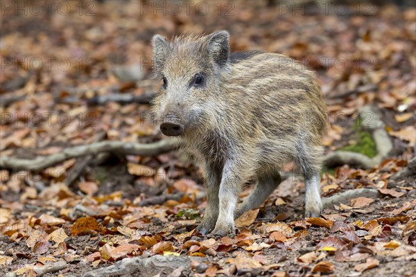 Wild boar (Sus scrofa)