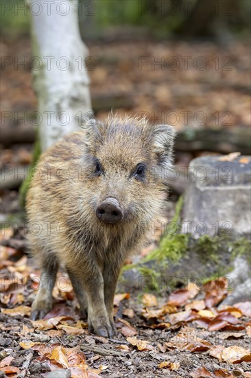 Wild boar (Sus scrofa)