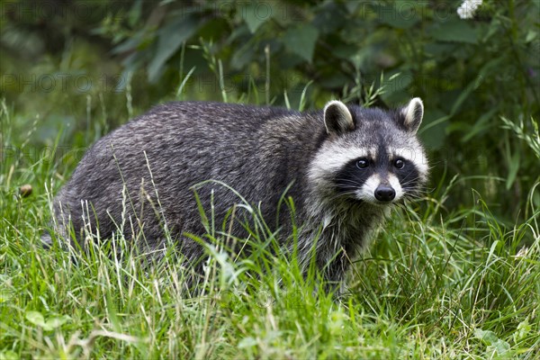 North American Raccoon (Procyon lotor) in compound