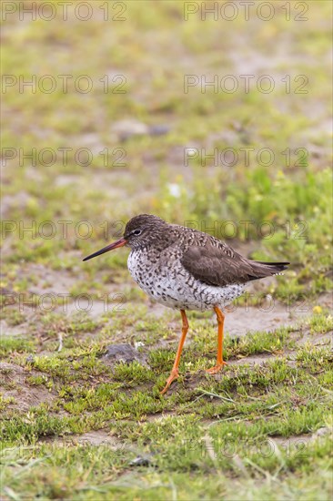 Redshank (Tringa totanus)