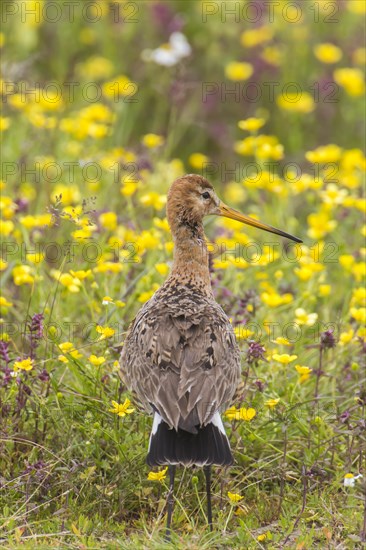 Black-tailed Godwit (Limosa limosa)