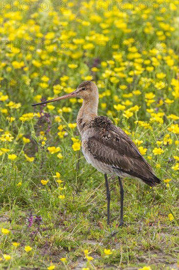 Black-tailed Godwit (Limosa limosa)