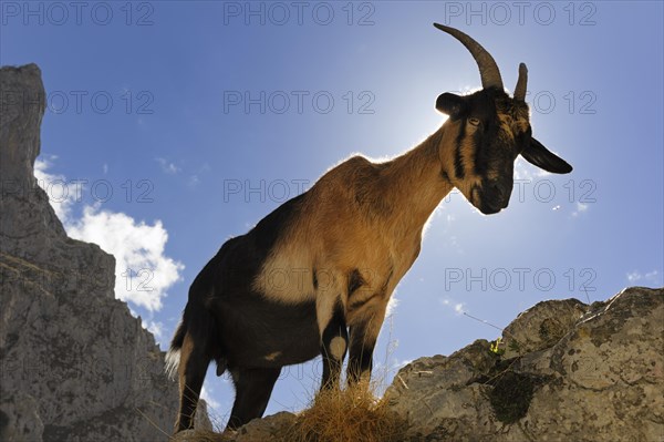 Goat (Capra) in Rio Cares Gorge