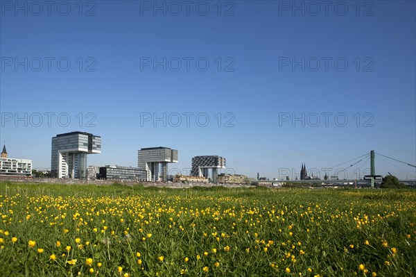 Green meadow in front of Rheinau Harbour with the Crane Buildings of Cologne and Cologne Cathedral