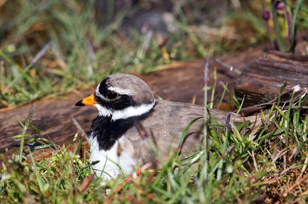 Ringed Plover (Charadrius hiaticula)