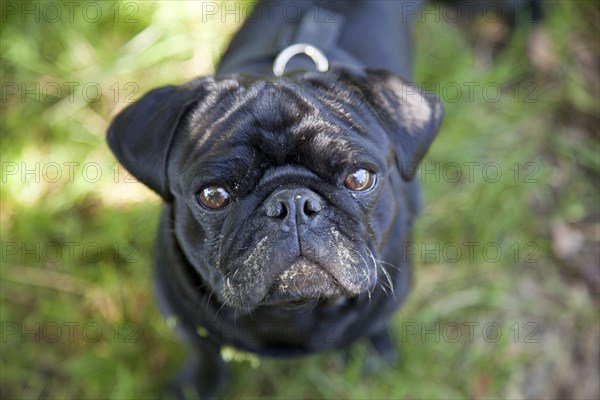 Black Pug with its face smeared with cow dung