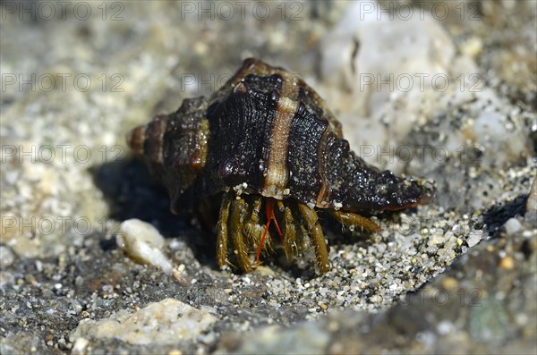 Common Marine Hermit Crab (Pagurus bernhardus)