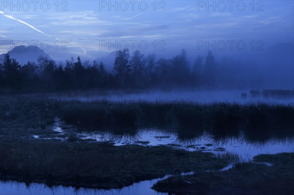 Dusk in the bog