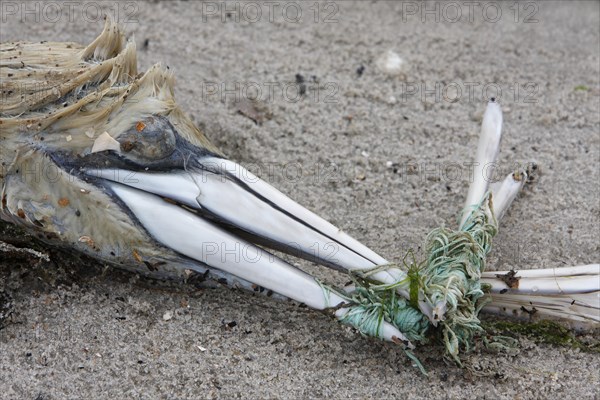 Dead Northern Gannet (Sula bassana