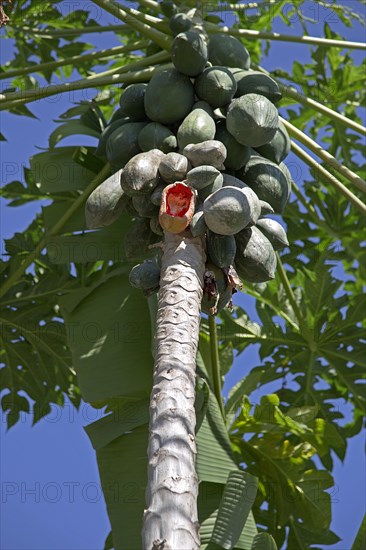 Papaya tree (Carica papaya) with one half-eaten fruit